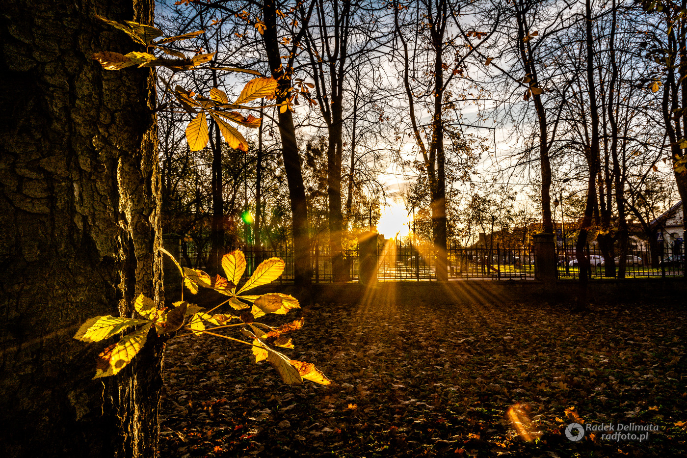 jesień w parku dzikowskim w tarnobrzegu