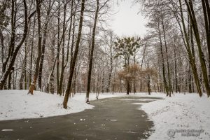 park dzikowski zimą